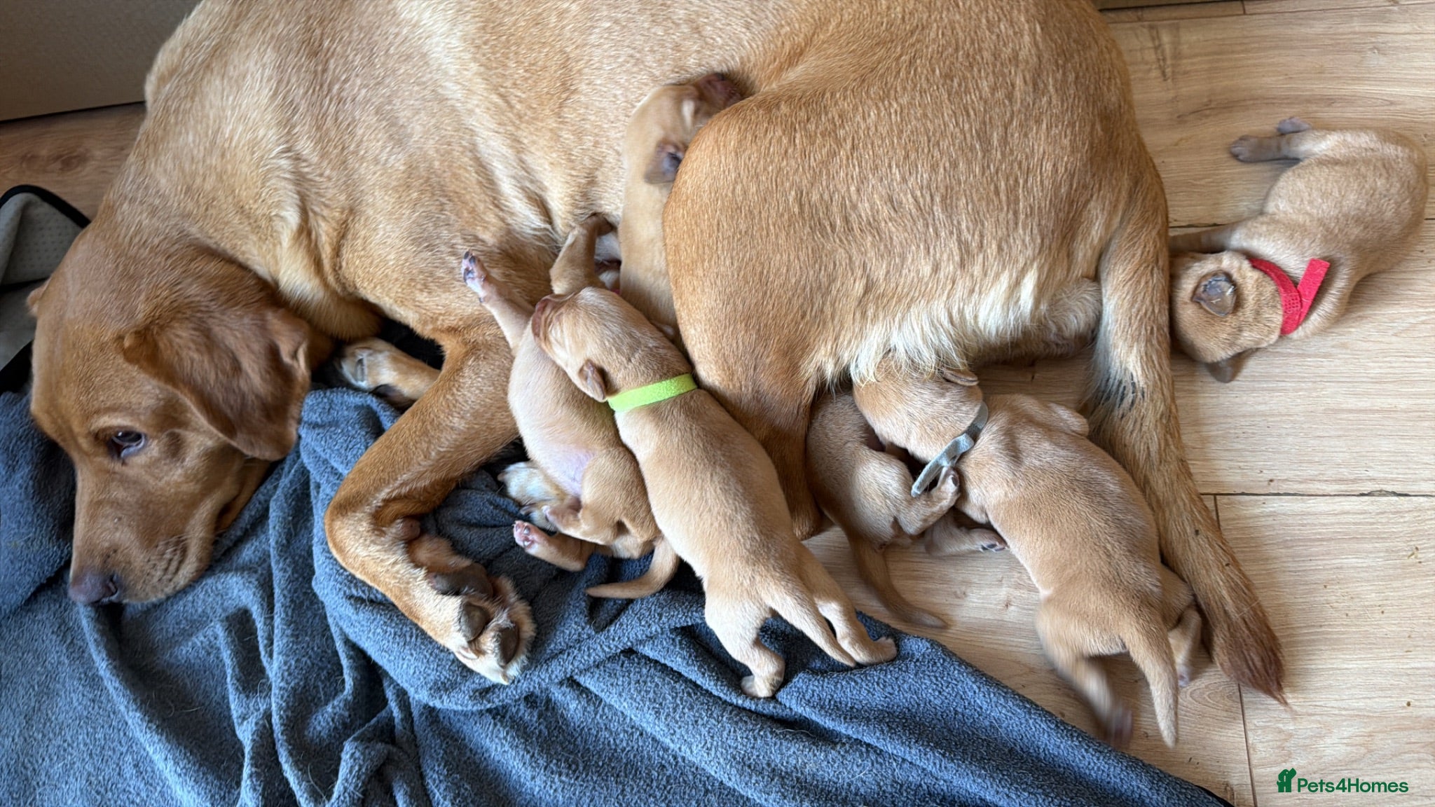 Labrador Retriever dogs Stunning fox red KC Labrador puppies  - Advert 1