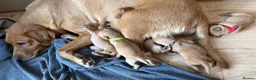 Labrador Retriever dogs for sale: Stunning fox red KC Labrador puppies  - Advert 1