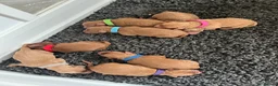 Cockapoo dogs for sale: 🐶✨ 8 Beautiful FB1 Cockapoo Puppies ✨🐶  - Advert 13