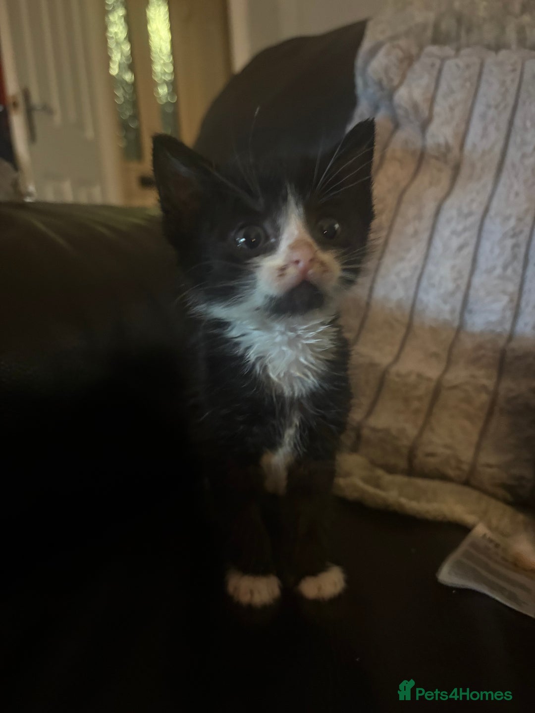 Mixed Breed cats for sale:  Beautiful little kittens needing new homes  - Advert 6