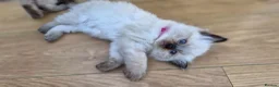 Ragdoll cats for sale: Ragdoll kittens *one female left* - Advert 10
