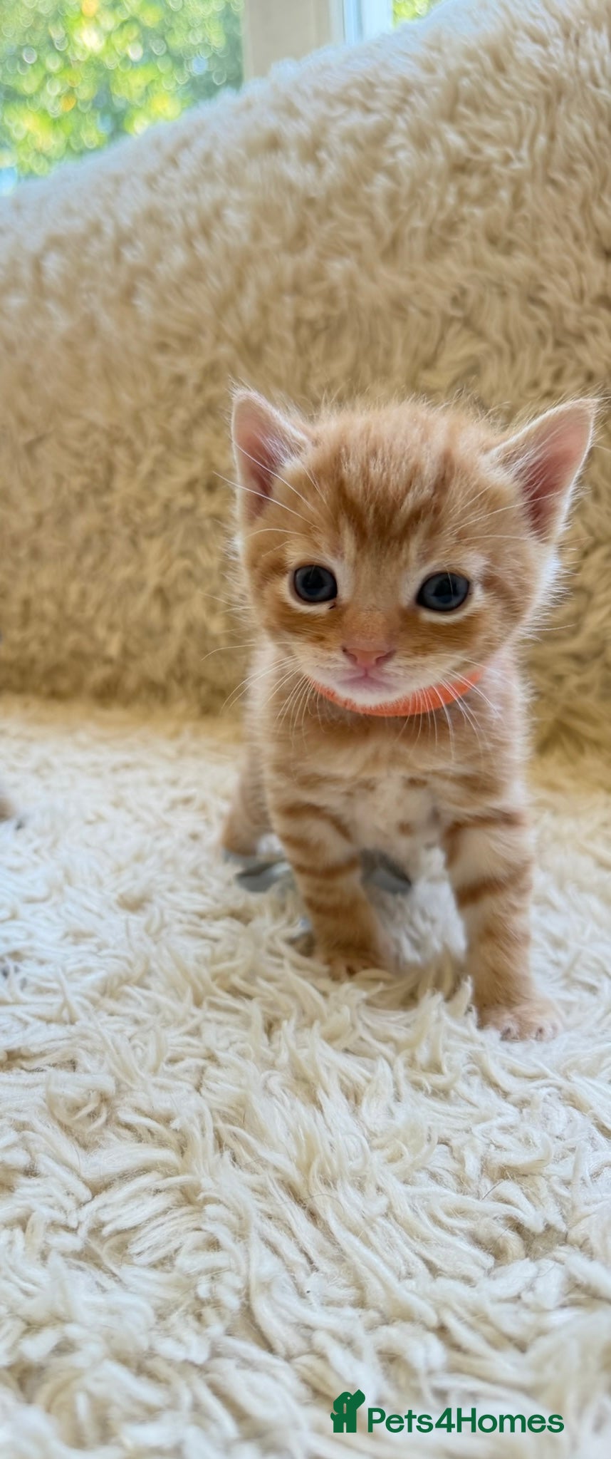 Orange Boy