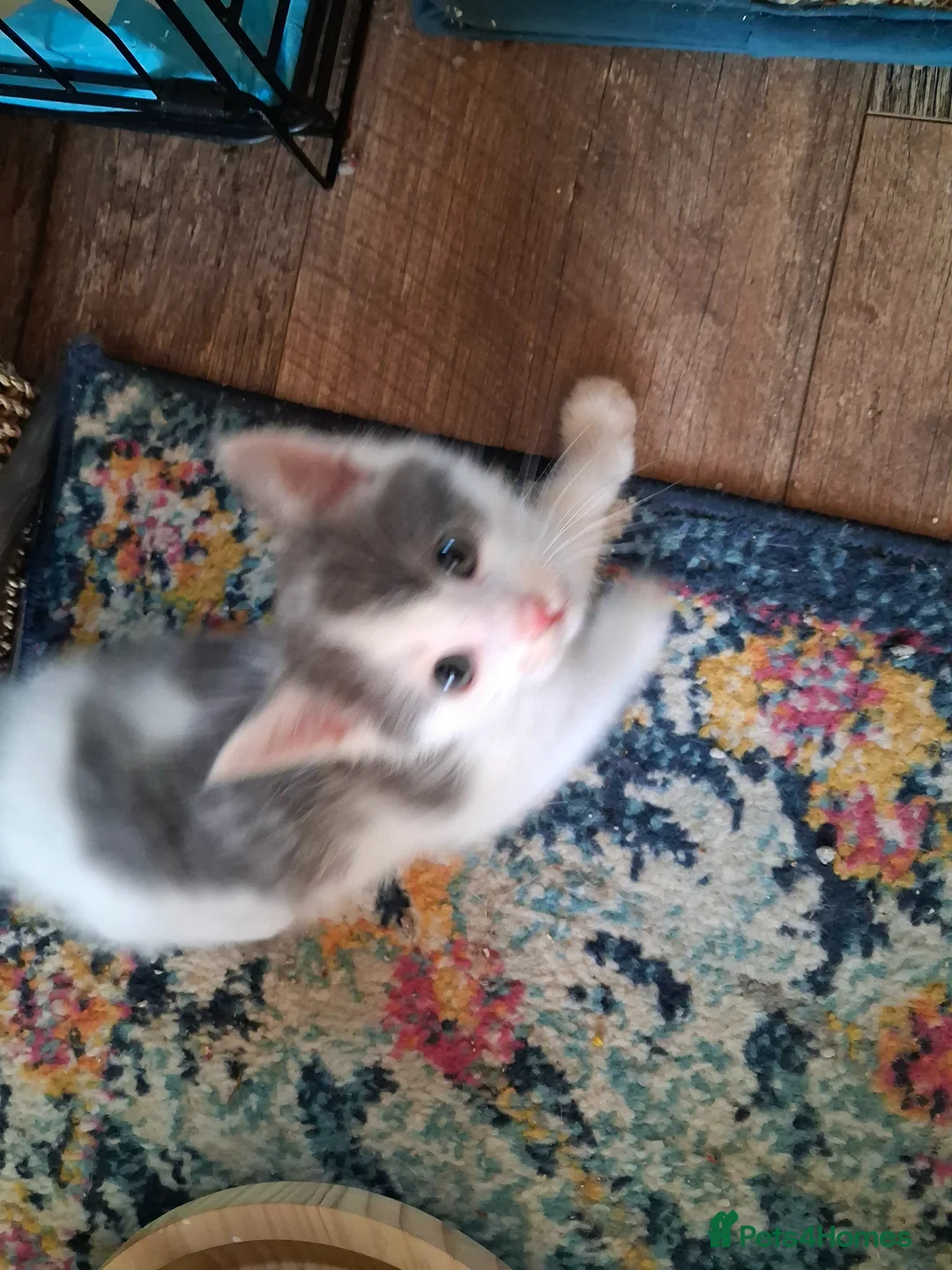 Maine Coon cats for sale: Maine coon x ragdoll  - Advert 1