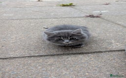 Mixed Breed cats for sale: Fluffy kittens for sale - Image 2