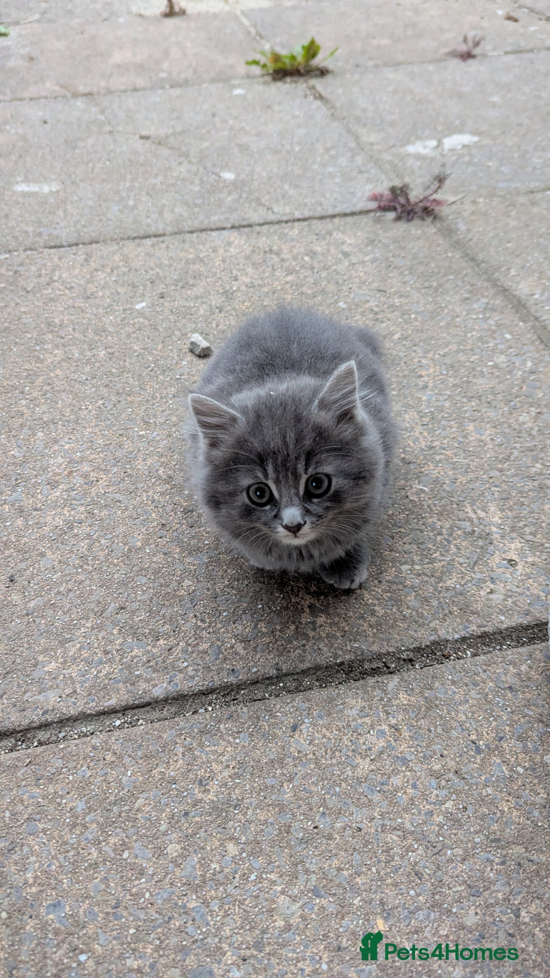 Mixed Breed cats for sale: Fluffy kittens for sale - Image 2