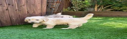 Goldendoodle dogs for sale: LAST girl left of Multigen.Goldendoodle Puppies!!! - Advert 19