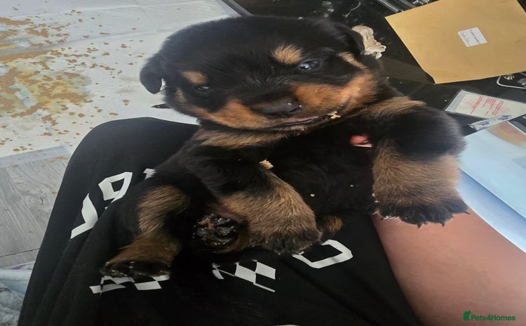 Rottweiler dogs - Advert 1