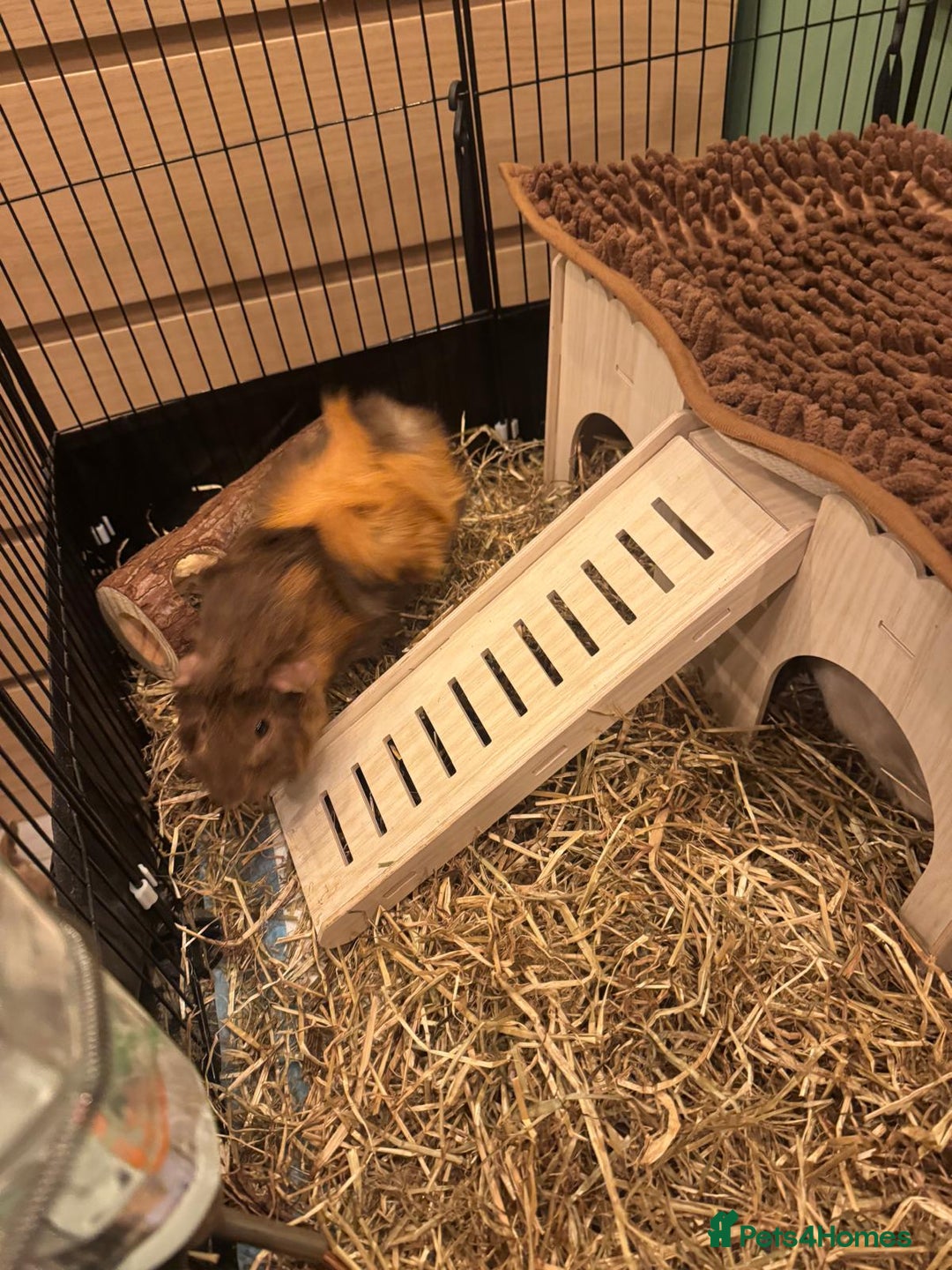 Guinea Pig rodents for sale: Two Guinea pigs for sale cage included  - Advert 6