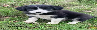 Border Collie 1