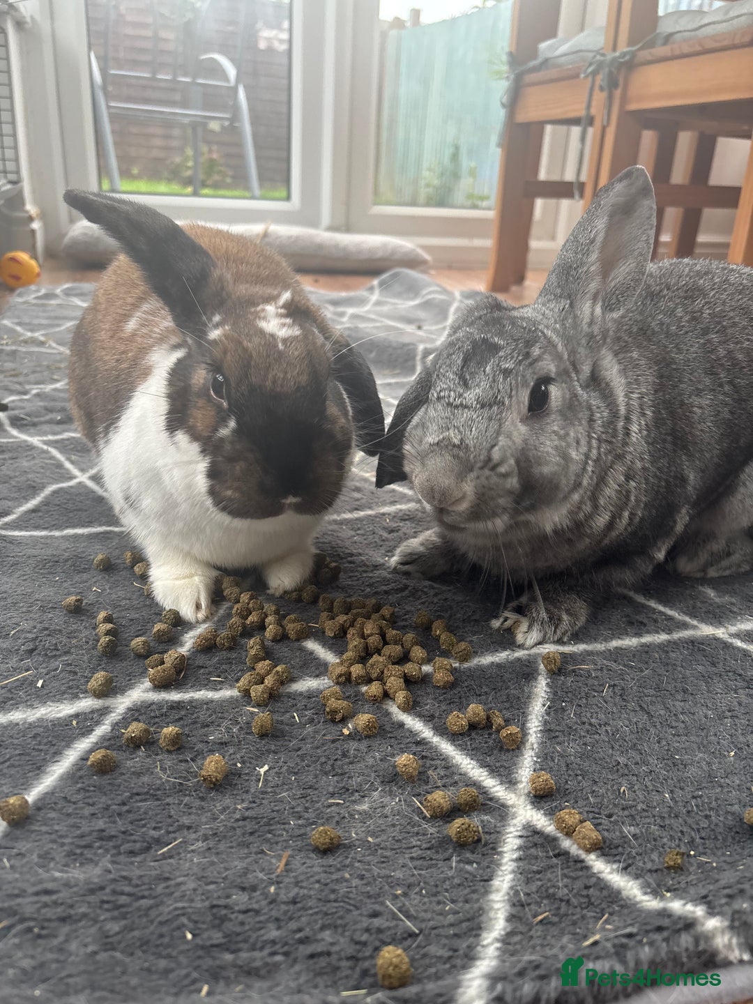 Mixed Breed rabbits for sale: 2 female rabbits  - Advert 3