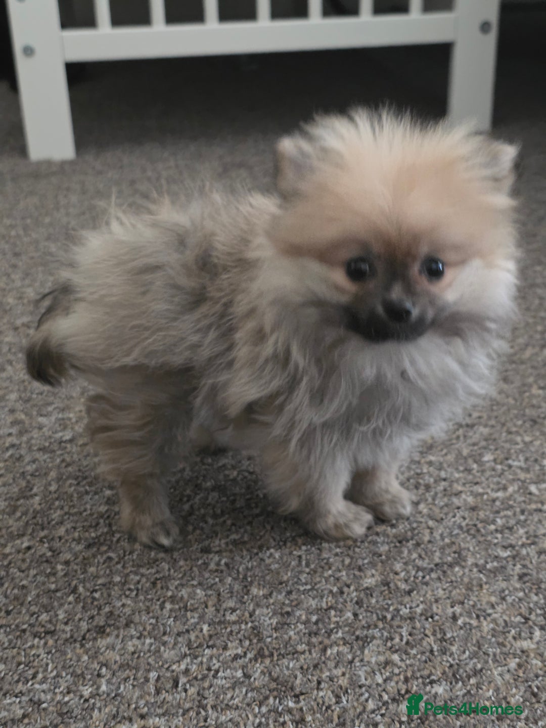 Pomeranian dogs for sale: Pomeranian - Advert 2