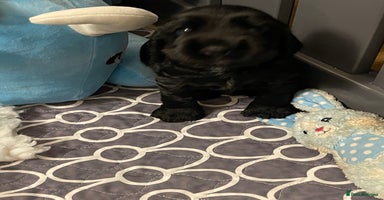 Cocker Spaniel dogs - Advert 12