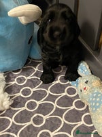 Cocker Spaniel dogs - Advert 12