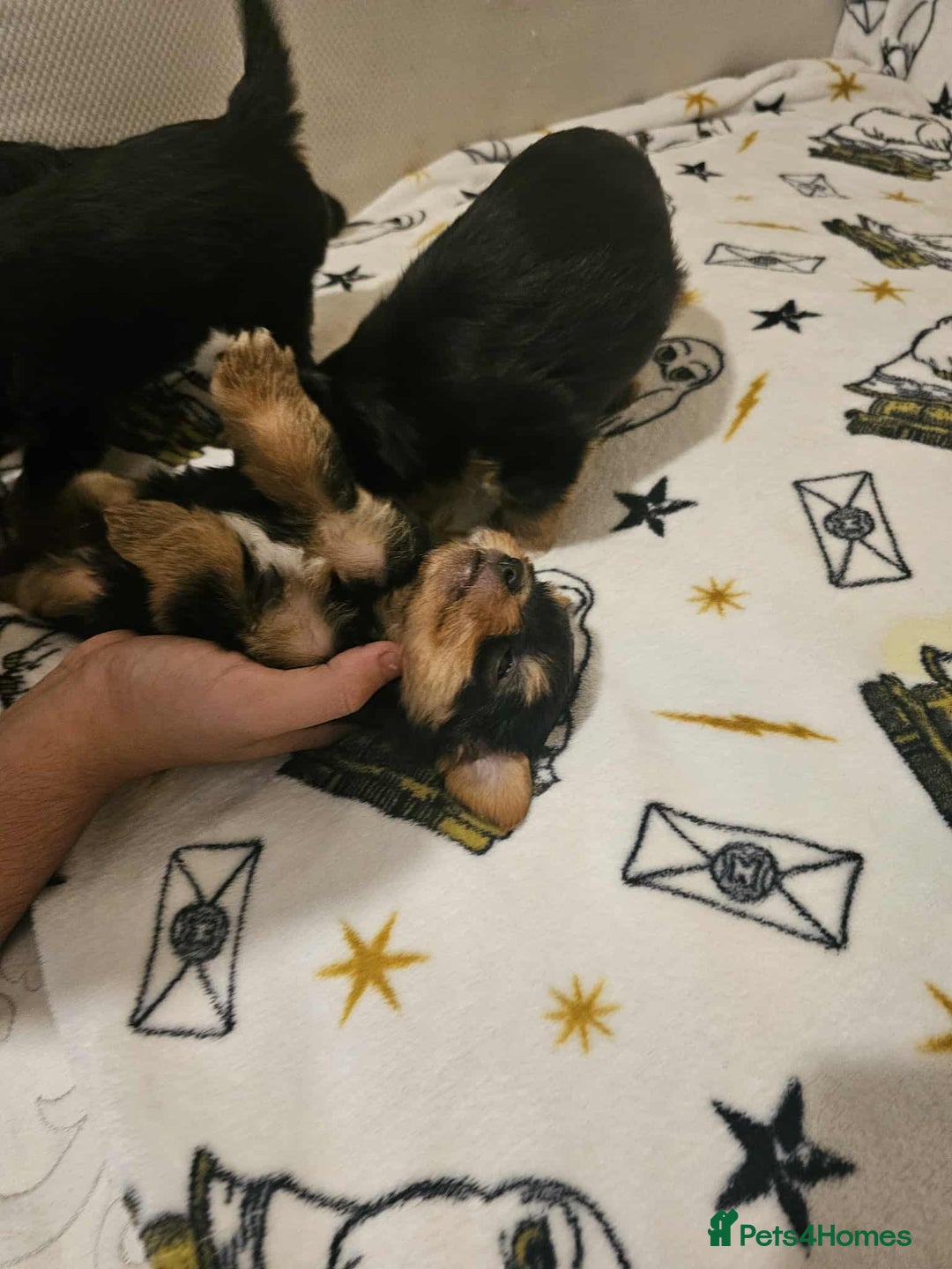 Yorkshire Terrier dogs for sale: Hello - Image 1