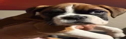 Boxer dogs for sale: Gorgeous Boxer puppies  in Kidwelly - Advert 7