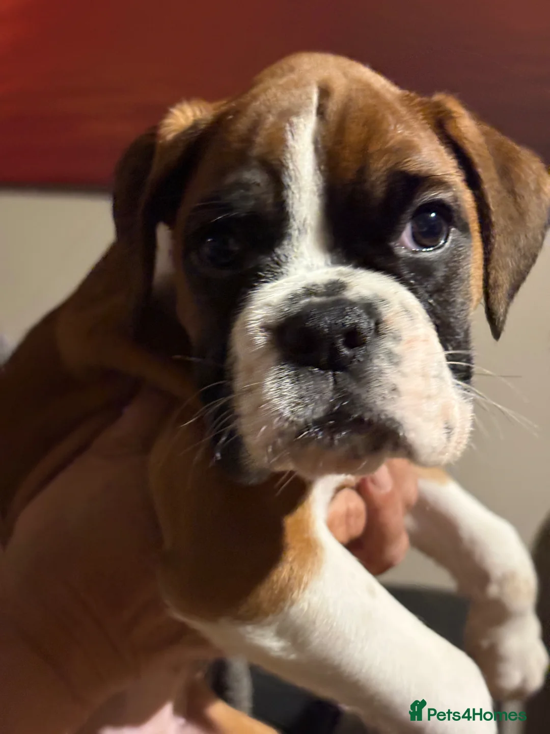 Boxer dogs for sale: Gorgeous Boxer puppies  in Kidwelly - Advert 7