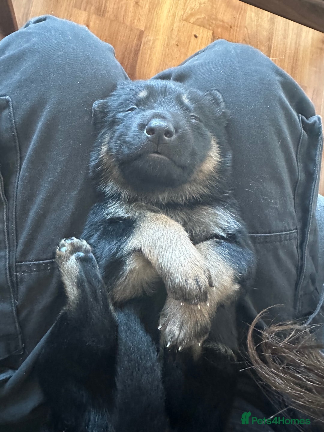 German Shepherd dogs for sale: German Shepherd puppies for sale (Full Pedigree) - Image 22