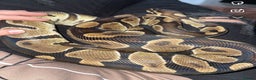 Python Snake reptiles for sale: Ball python Monty  - Advert 11