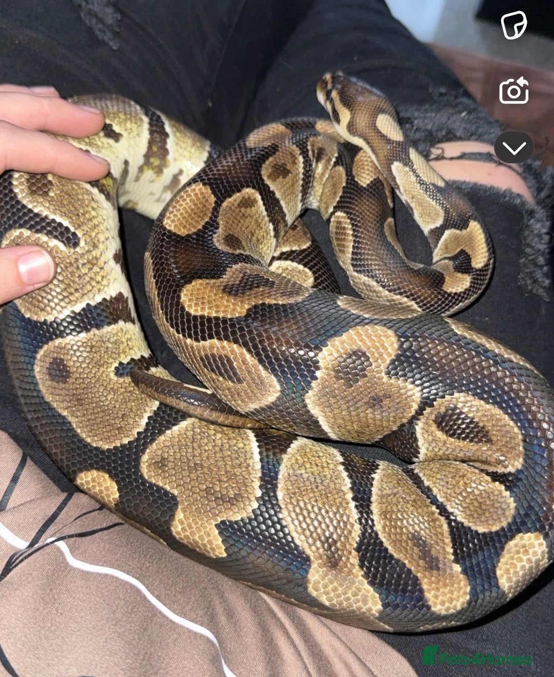 Python Snake reptiles for sale: Ball python Monty  - Advert 11