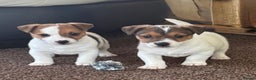 Jack Russell dogs for sale: Miniature Jack Russell Puppies… - Advert 9