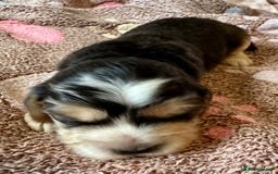 Cocker Spaniel dogs for sale: Kc reg show type cocker spaniel puppies  - Image 15