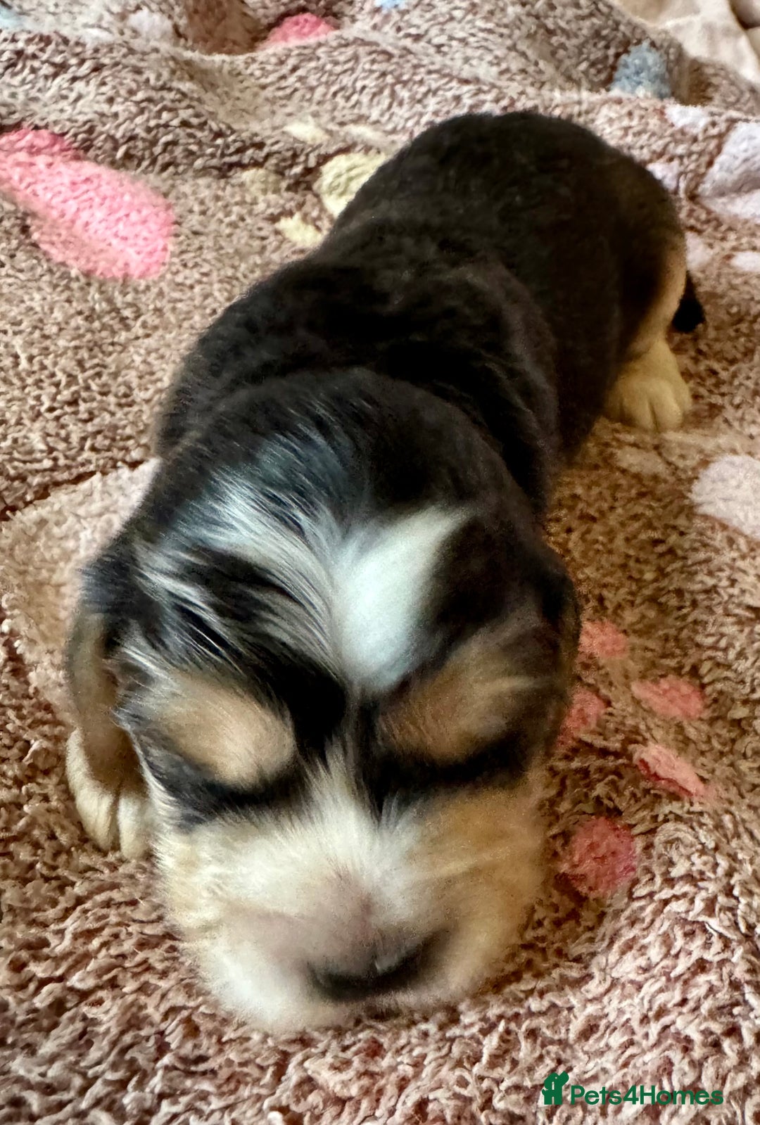 Cocker Spaniel dogs for sale: Kc reg show type cocker spaniel puppies  - Image 15