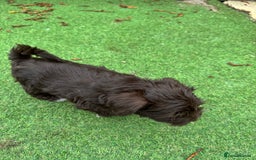 Miniature Schnauzer dogs for sale: Amazing Litter of chocolate schnauzers - Image 12