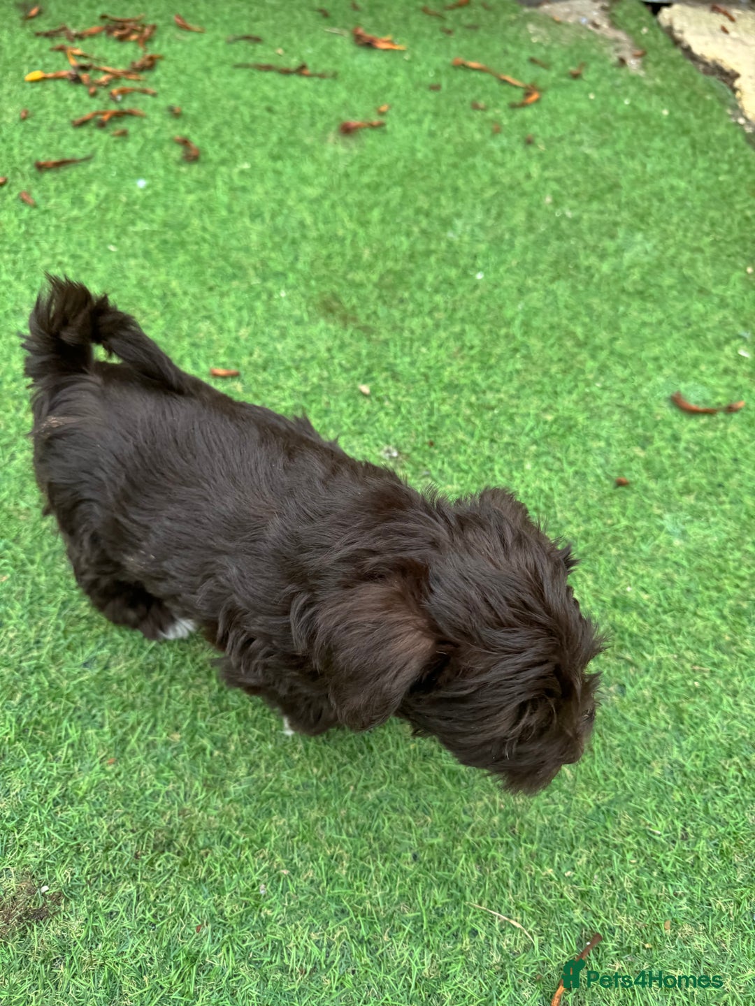 Miniature Schnauzer dogs for sale: Amazing Litter of chocolate schnauzers - Image 12