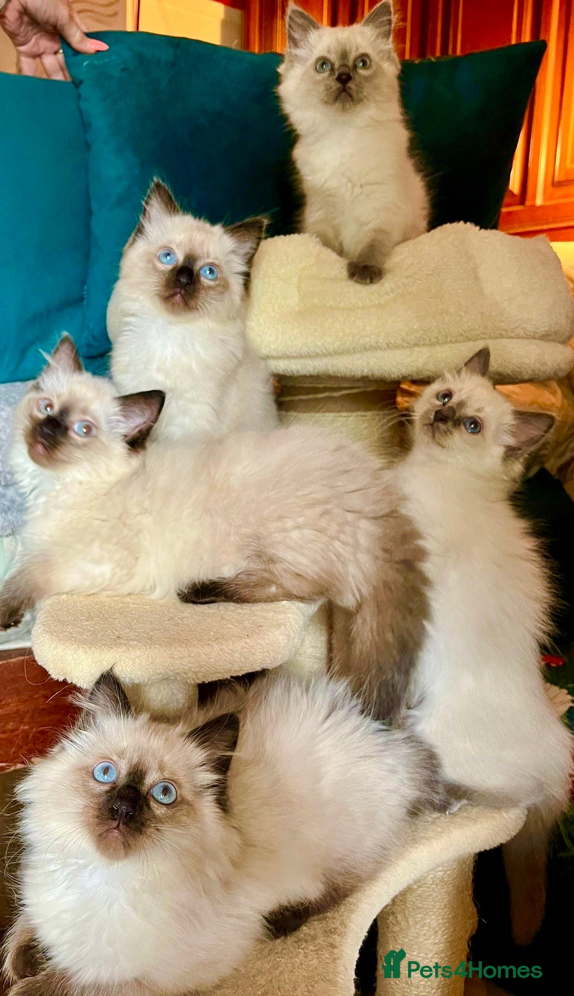 Ragdoll cats Adorable purebred Ragdolls - Advert 6