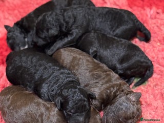 Aussiedoodle dogs Miniature Aussiedoodle Pups 🐾 ❤️ - Advert 2