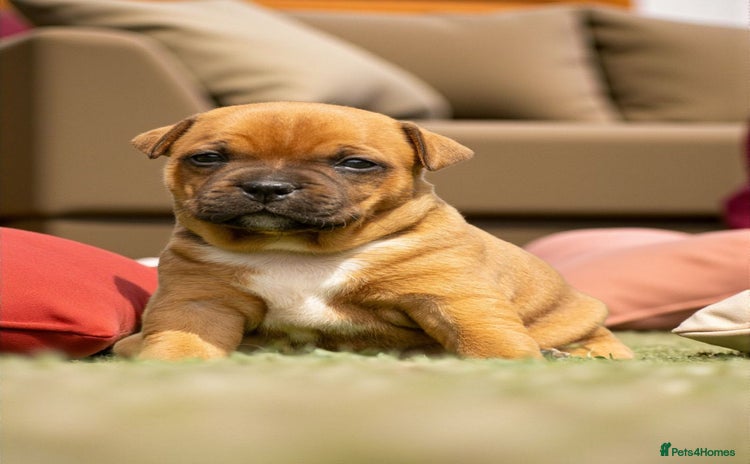 Staffordshire Bull Terrier dogs - Advert 1
