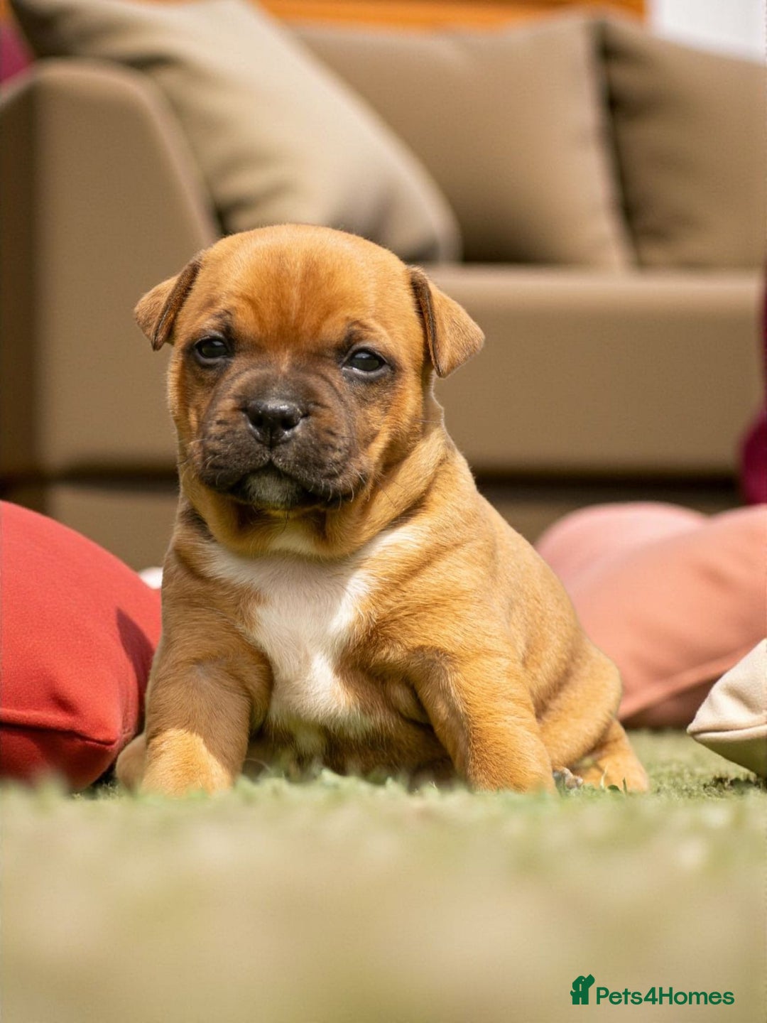 Staffordshire Bull Terrier dogs for sale: SHOW QUAILTY RED STAFF PUPPIES  - Image 1