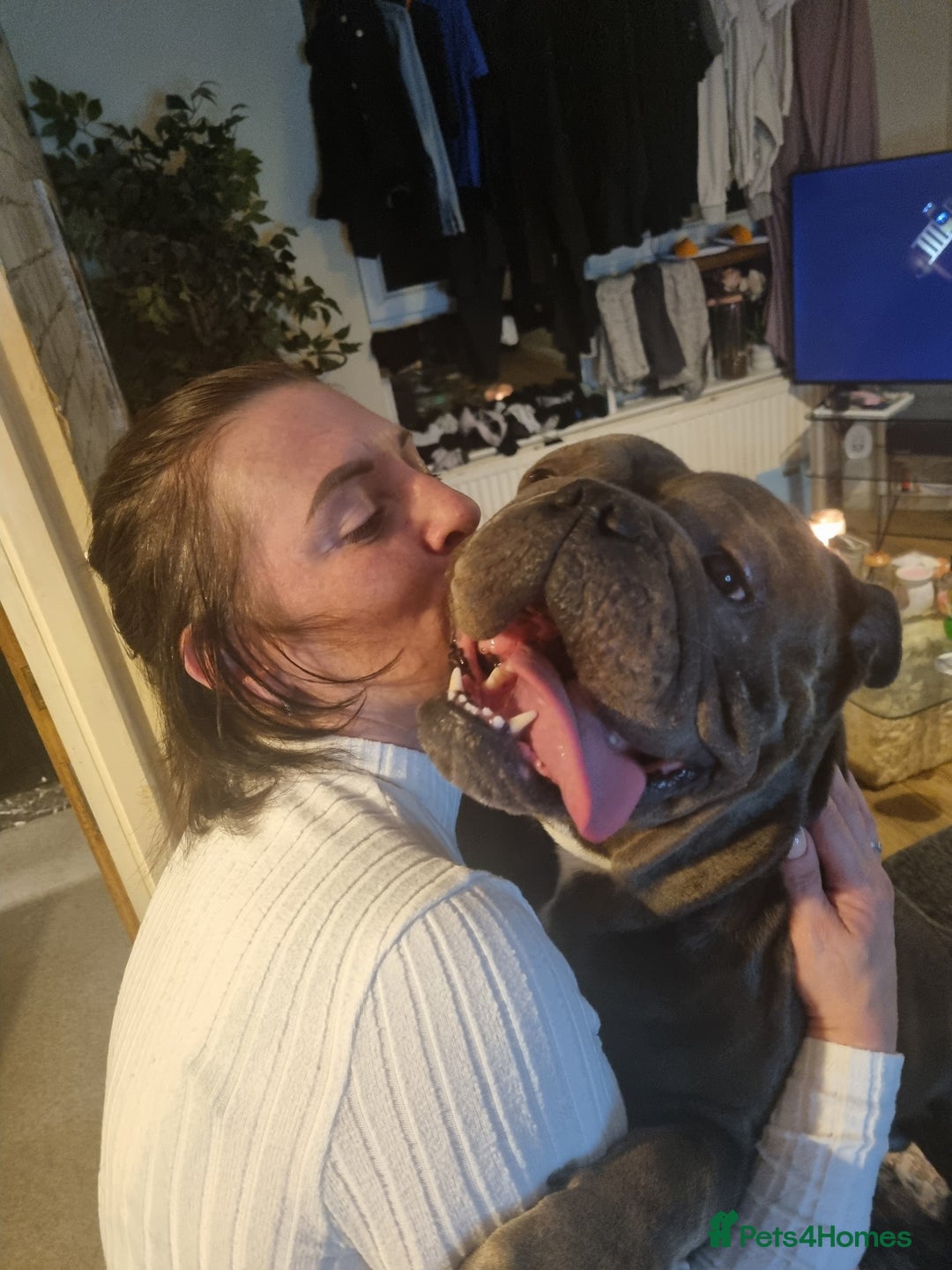 Olde English Bulldogge dogs for stud: Dog's name D.j  - Image 4