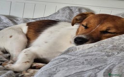 Jack Russell dogs for sale: Beautiful Jack Russell - Image 1