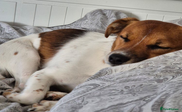 Jack Russell dogs - Advert 9