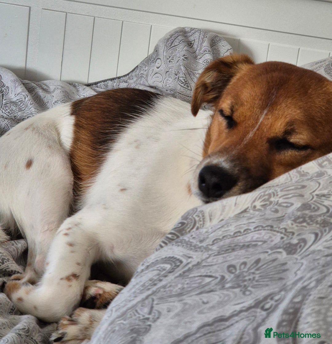 Jack Russell dogs for sale: Beautiful Jack Russell - Image 1