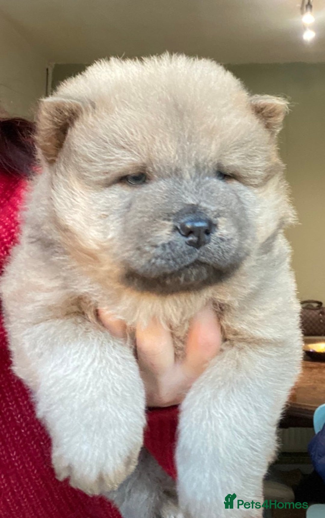 Chow Chow dogs for sale: Chow chow puppies  - Advert 3
