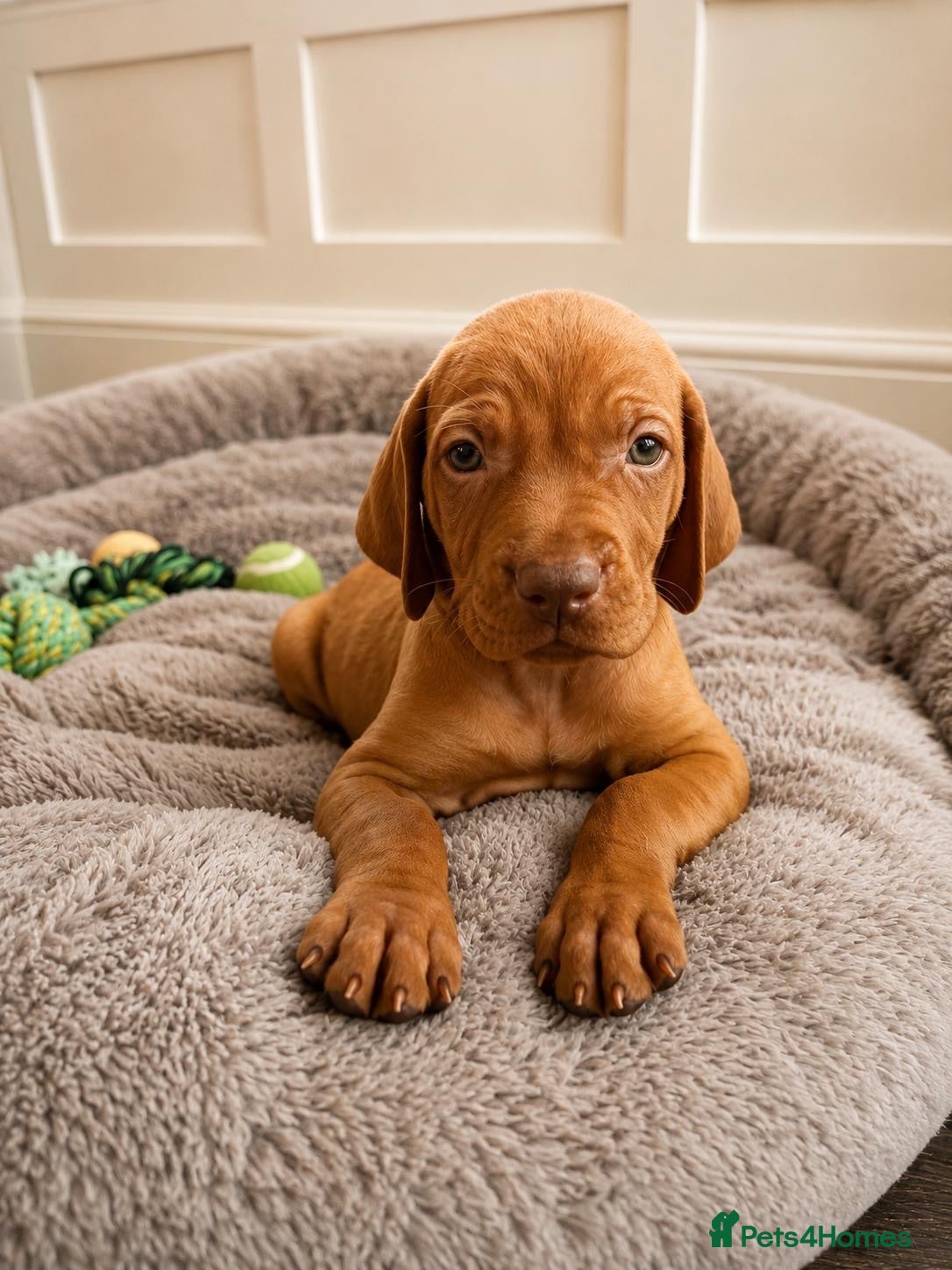 Hungarian Vizsla dogs Beautiful Hungarian Vizsla Puppies - Advert 2