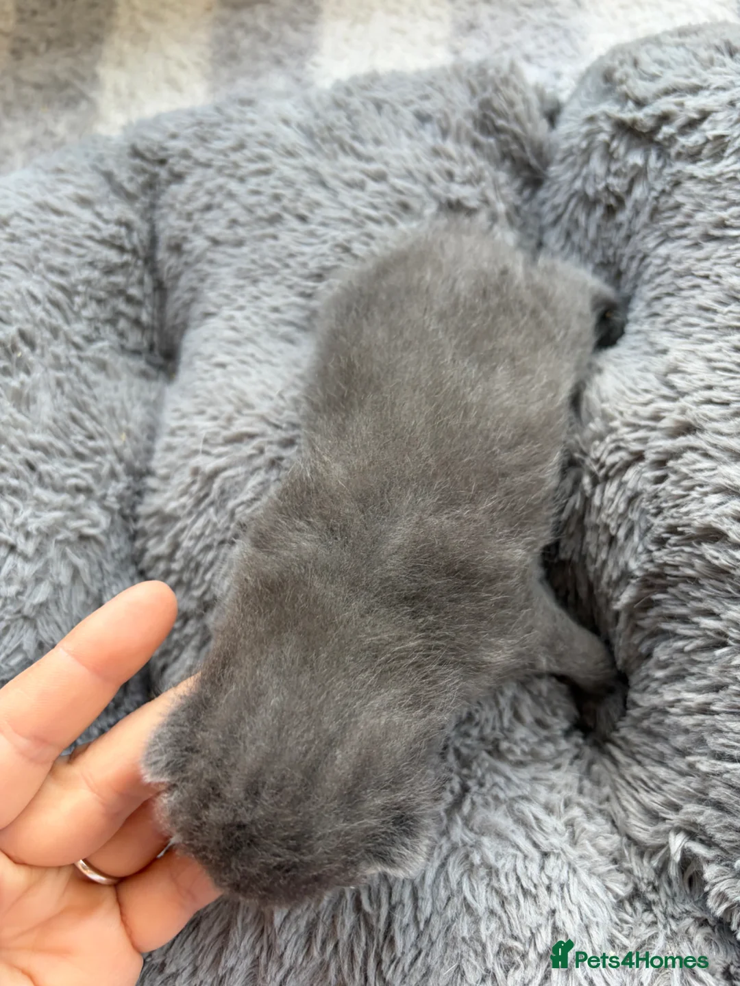 Mixed Breed cats for sale: Beautiful silver, grey, tabby and black kitten - Advert 28