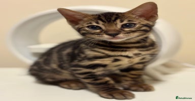 Bengal cats - Advert 9