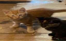 Mixed Breed cats for sale: Friendly kittens ginger boy and  torty girl - Image 7
