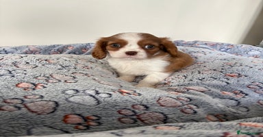 Cavalier King Charles Spaniel dogs - Advert 11