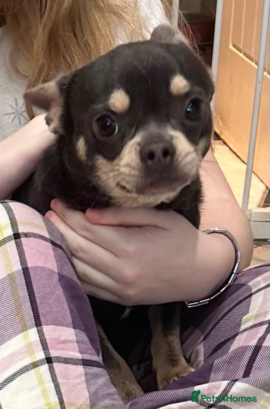 Mixed Breed dogs for sale: 1 year old Male Chihuahua x French Bulldog Puppy  in Margate - Advert 1