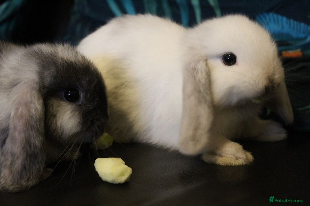 Mini Lop rabbits for sale: Baby mini lop rabbits - Image 7