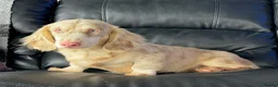 Miniature Dachshund dogs for stud: Mini Dacshund  - Advert 3