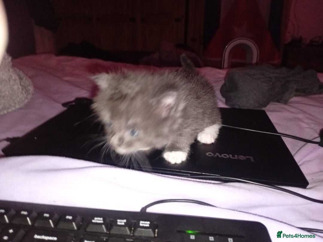 Persian cats for sale: 6 Purebred Persian Kittens. 3 Blue & 3 Black. - Image 3