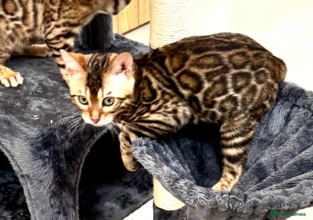 Bengal cats for sale: Brown rosetted male bengal kittens, TICA reg - Image 4