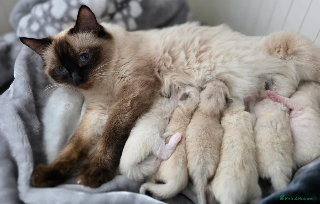 Ragdoll cats for sale:  Ragdoll Kittens♥️Reservation Open! 🐱❣️ - Advert 4