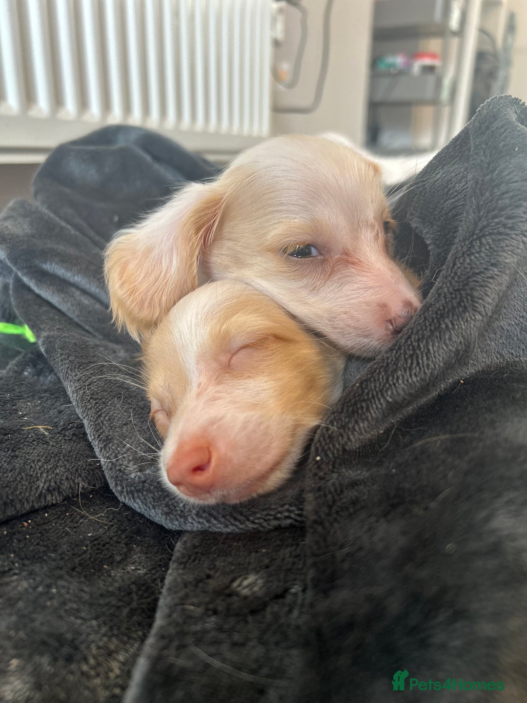 Miniature Dachshund dogs for sale: ** 1 LITTLE BOY LEFT **Longhaired dachshund pups  - Advert 7