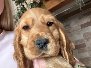 Cocker Spaniel dogs Golden Show Cocker spaniel boy - Advert 13